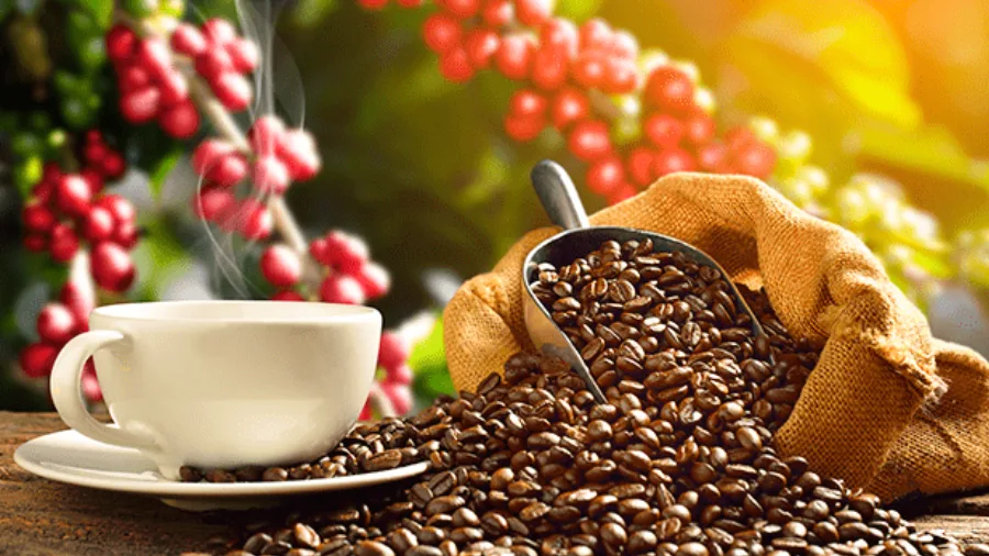 Producción de café en Venezuela registra crecimiento de 10 % este año