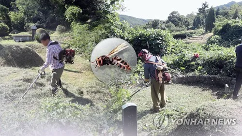 정선서 벌초하던 50대, 벌에 쏘여 사망