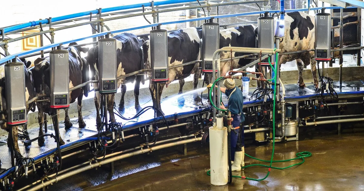 “El más bajo de los últimos 10 años”: el precio de la leche pagado a los productores cayó 14% en septiembre