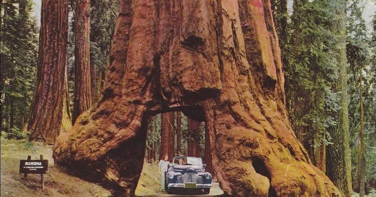 En 1881, Yosemite excavó un túnel para diligencias a través del tronco de una secuoya gigante de más de 2000 años de antigüedad, y el Árbol del Túnel de Wawona se convirtió en la atracción más fotografiada del parque; permaneció en pie 88 años más, se derrumbó bajo una fuerte nevada en 1969, y el parque nunca volvió a excavar otro árbol