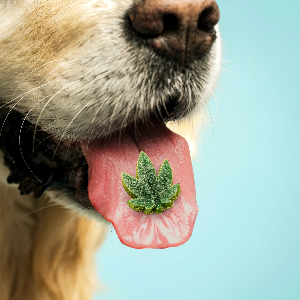 ¿El CBD es bueno para tu mascota?
