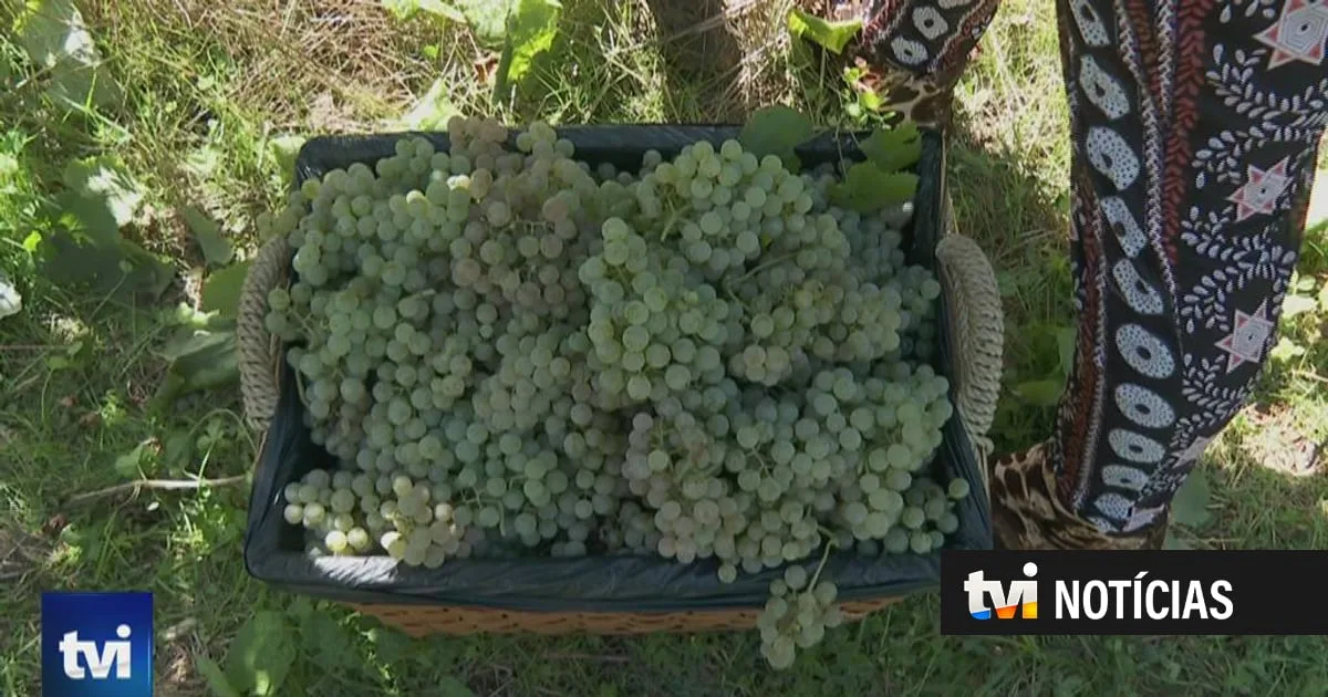A vindima começa cada vez mais cedo. E produzir vinho está cada vez mais caro