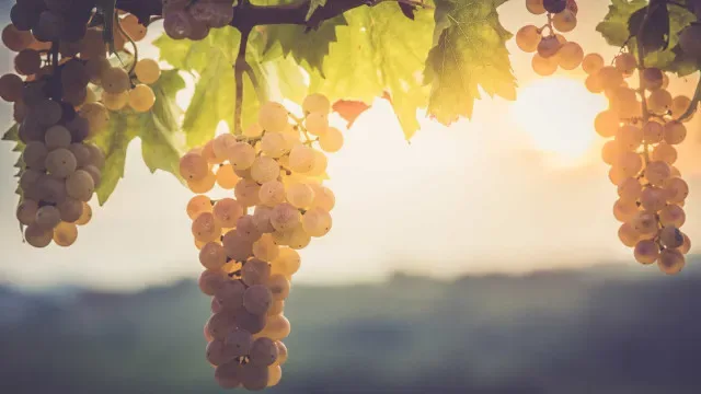 Fiscalização intensifica-se durante vindimas no Douro e nos Vinhos Verdes