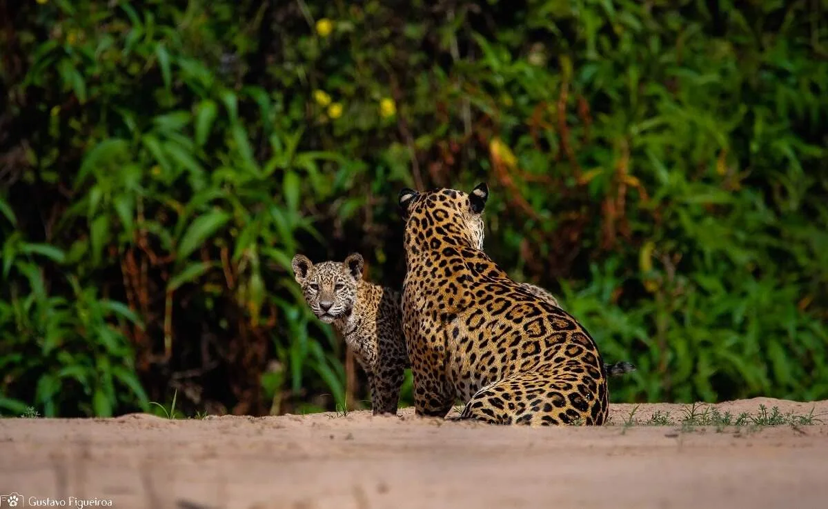 Estudo em MS propõe pagamento a produtor que preserva habitat da onça-pintada