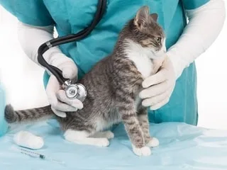 Il avait été retrouvé inconscient : un infirmier vétérinaire radié après s’être injecté un anesthésiant pour animaux
