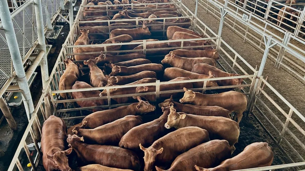 Vacunos: menor oferta y precios con altibajos en el Mercado Agroganadero de Cañuelas