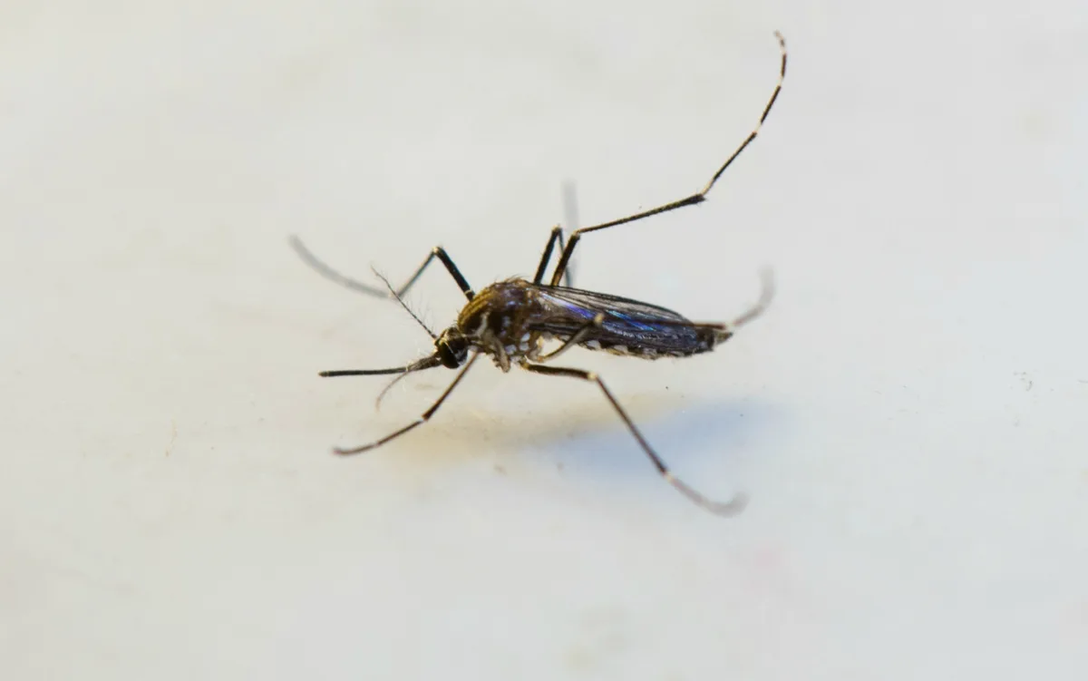 Dengue em Cuiabá chega a mais de 800 casos e número cresce nas últimas semanas