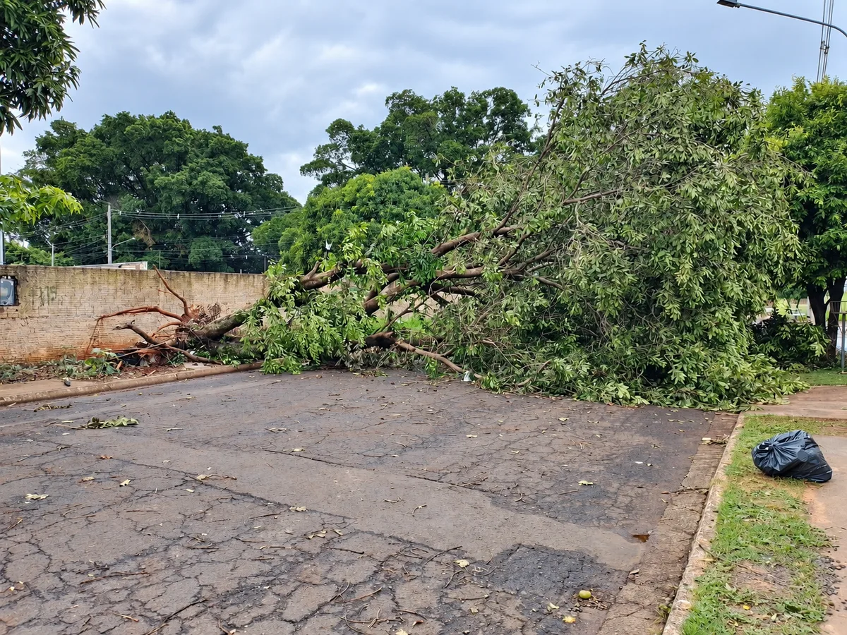 Árvore caída há 5 dias bloqueia rua inteira no Universitário
