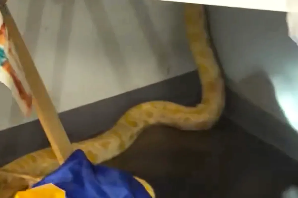 Teacher says 8-foot python blamed by officials for Virginia school fire is innocent