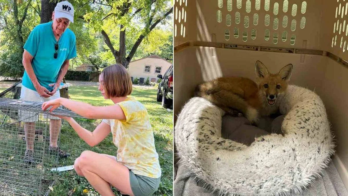 At 78, Nashville songwriter Jerry Vandiver rescues foxes with mange; 60+ treated this year