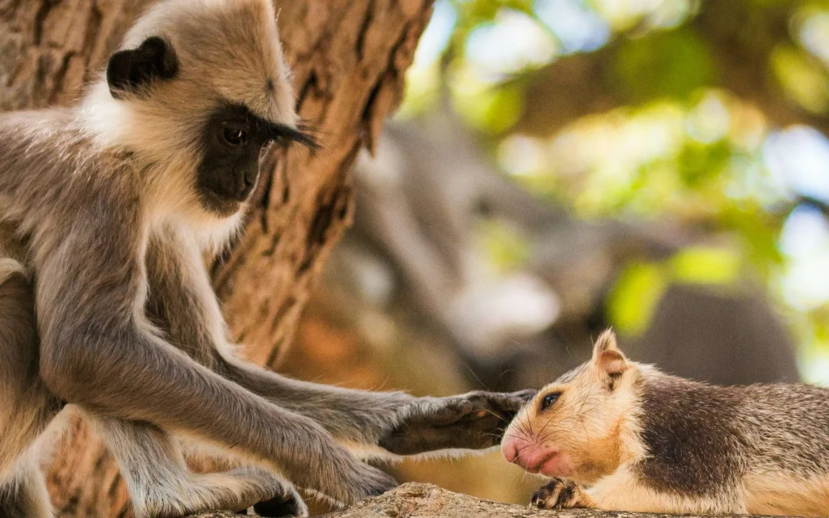 Des singes adoptent parfois d’autres animaux, et ces cas sont étonnamment nombreux