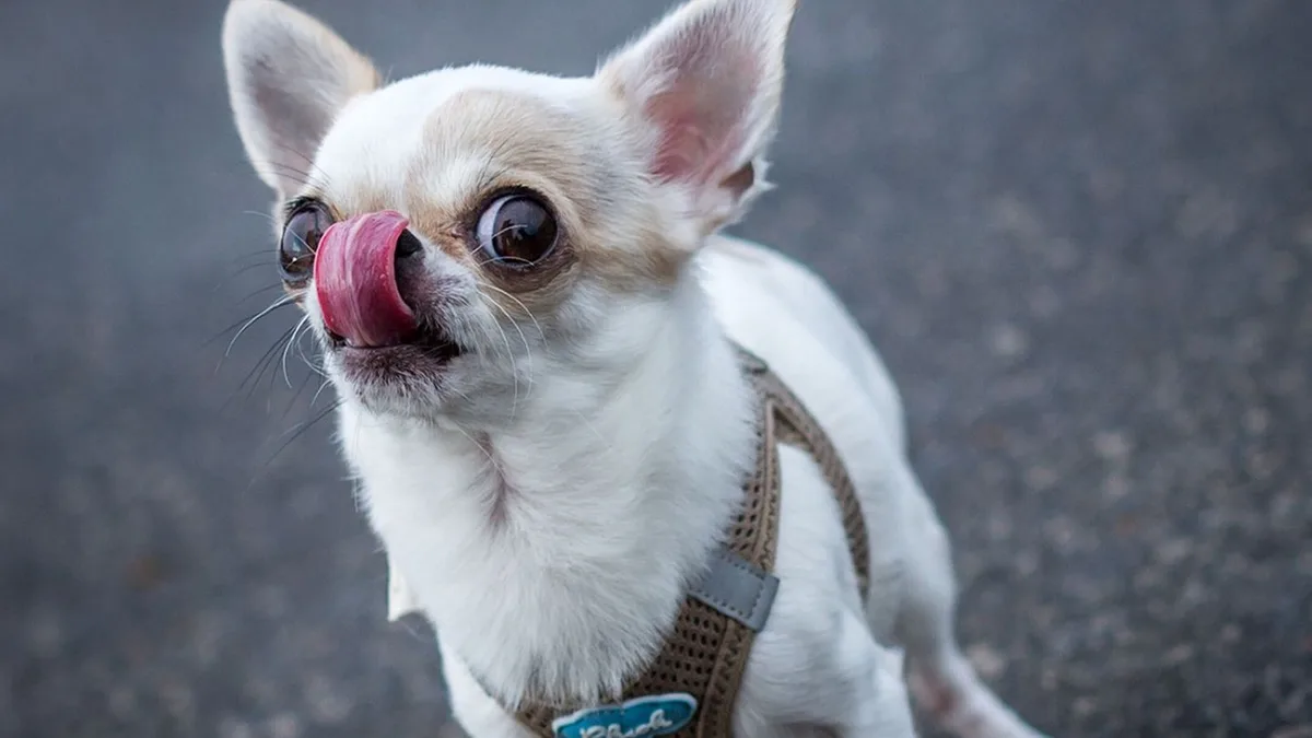 Auseinandersetzung um Hund: Kurzer Prozess um Internetkauf von Chihuahua