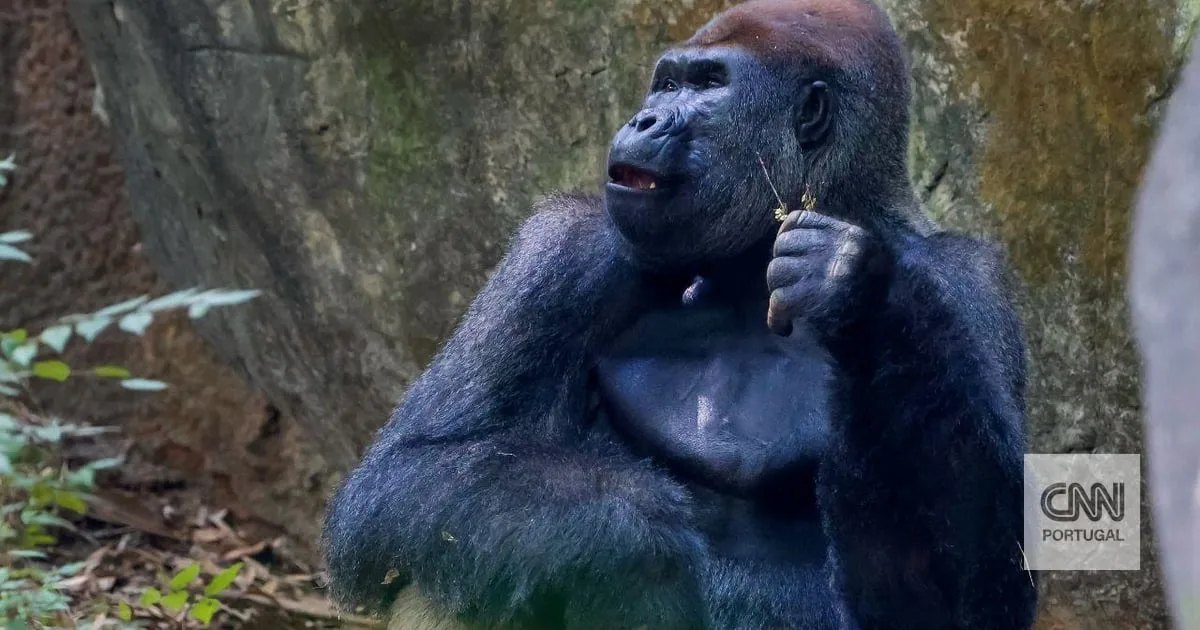 Bélgica ordena encerramento de 16 recintos de um jardim zoológico por falhas de segurança que afetam 150 animais
