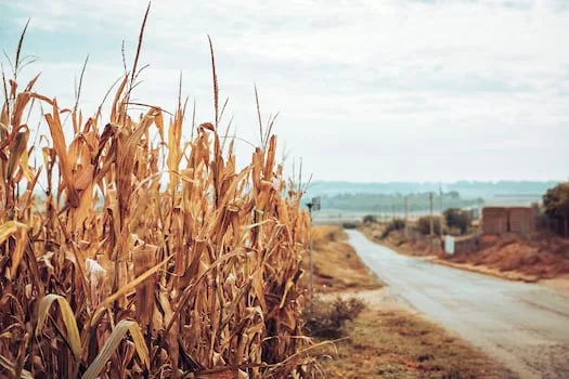 Farmers urged to adopt climate-smart methods for extreme El Niño
