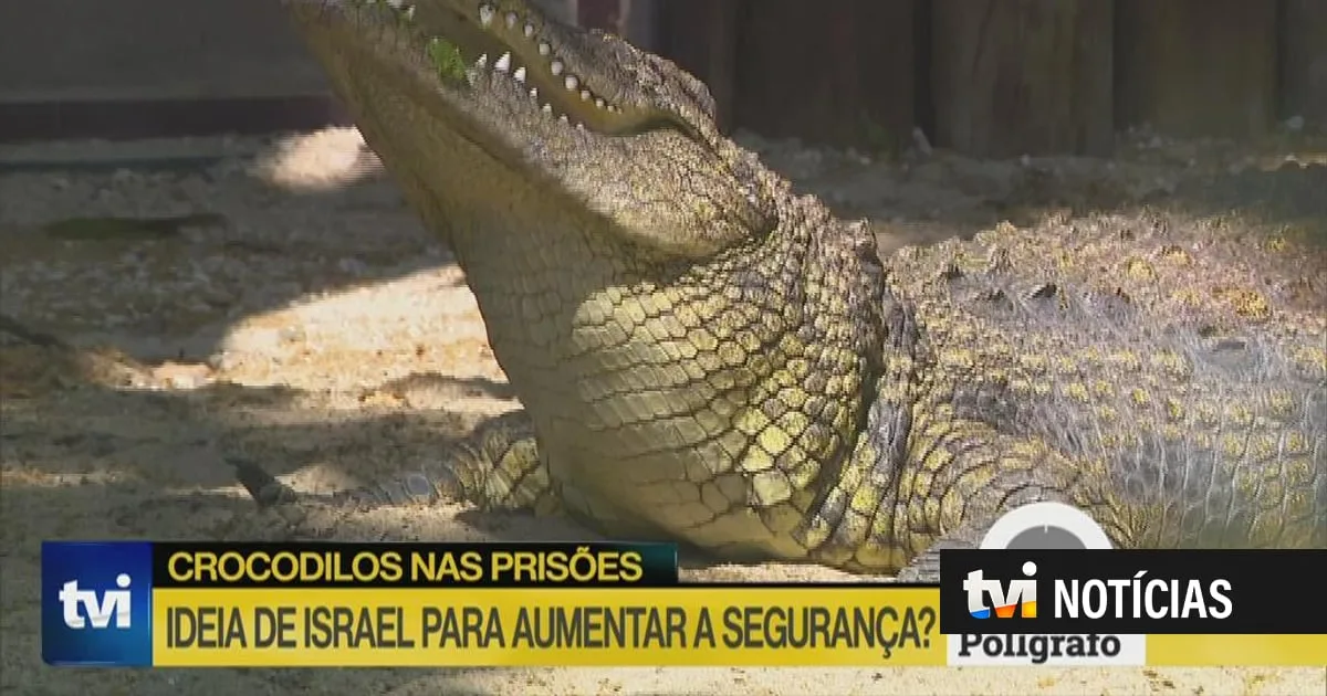 Polígrafo. Israel quer crocodilos nas prisões para evitar fuga de reclusos palestinianos?