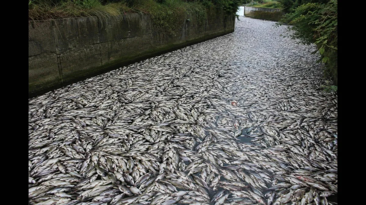 Tons of fish die in Polish canal as toxic algae bloom spreads alarm