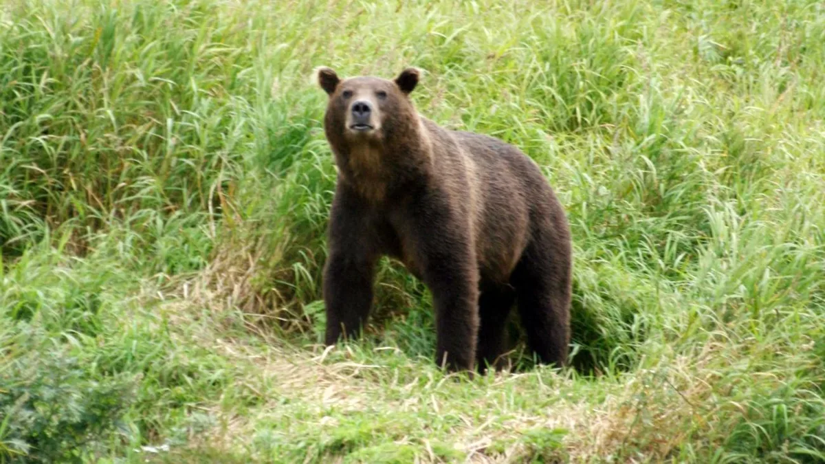 Raubtierangriff: Russland: Bär zerfleischt Camperin im Altai-Gebirge
