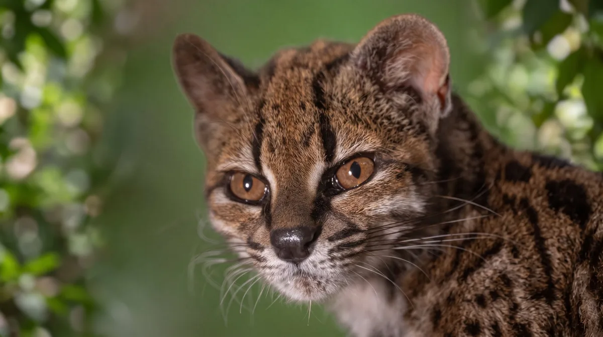 “Los gatos tigre han sido un enigma durante décadas”: el ADN que identificó al Tilcayo como una nueva especie y podría cambiar el mapa argentino