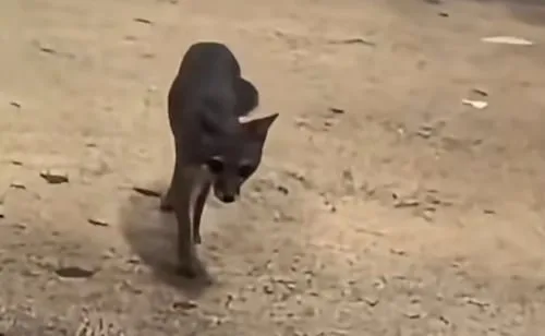 Captan a zorra gris en tienda de Bodega Aurrera de Quintana Roo; Salud estatal pide repotar contacto con mascotas o humanos
