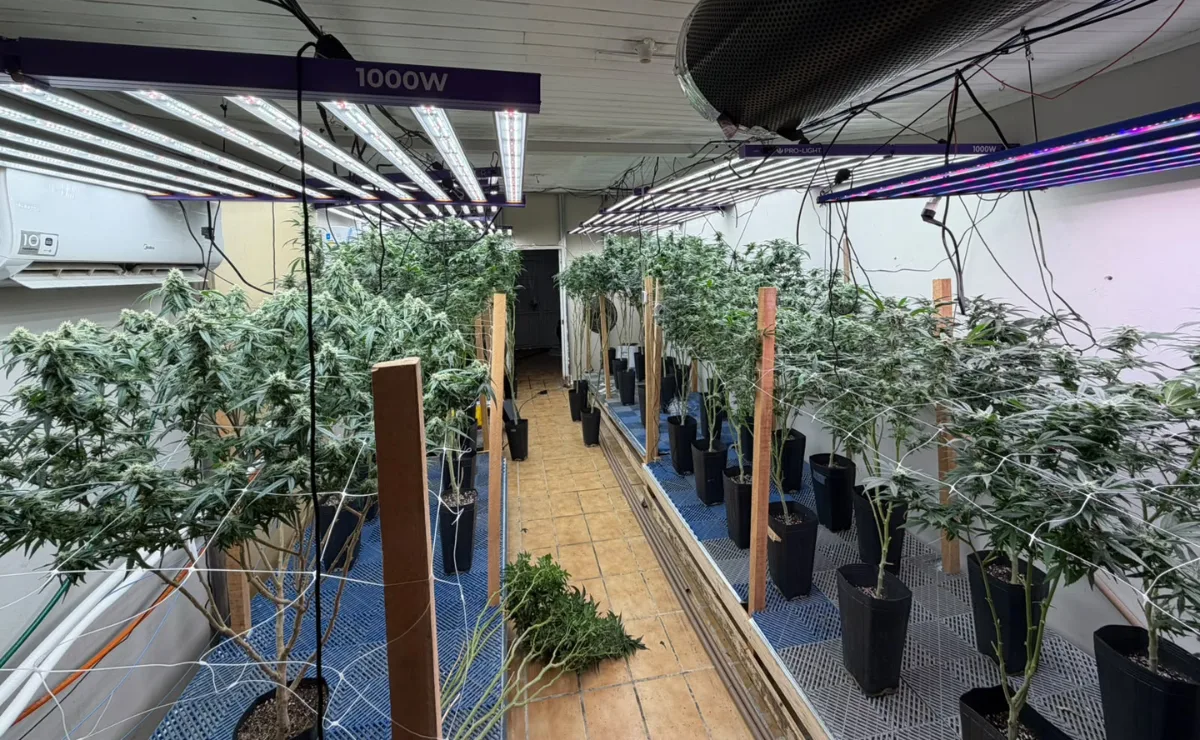 Estufa de maconha com estrutura avançada é descoberta em bairro nobre de Curitiba; três são presos