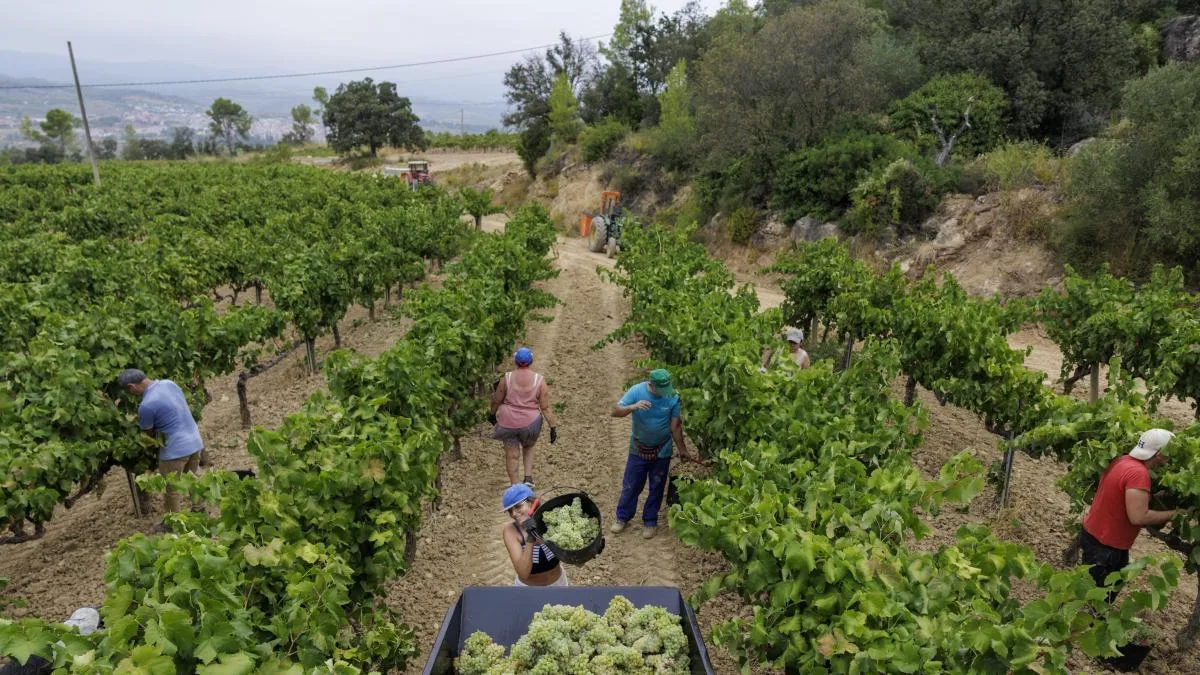 La caída del consumo de vino y los bajos precios de la uva amenazan el futuro del viticultor