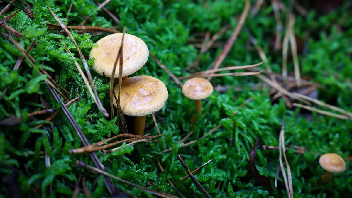 Worauf es ankommt - Sprießen Pilze wirklich nach Regen?