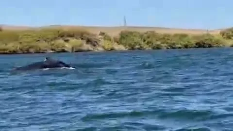 Sorpresa en California: avistaron una ballena jorobada en el río Sacramento