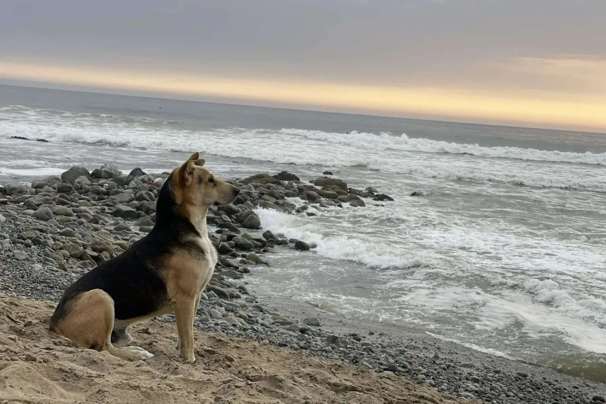 Cão visita praia todos os dias após tutor falecer em alto-mar