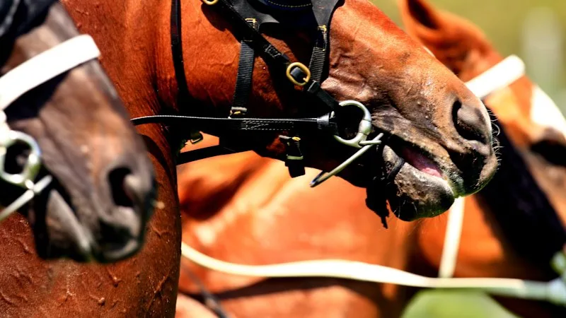 Race-by-race preview and tips for Newcastle (Beaumont) on Tuesday