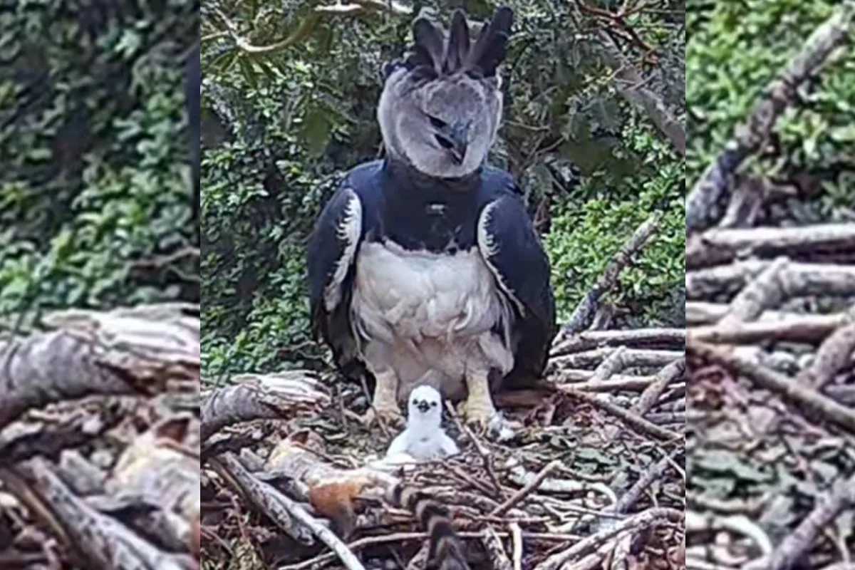 A descoberta da maior águia do planeta no Pantanal em meio a uma rota de desmatamento