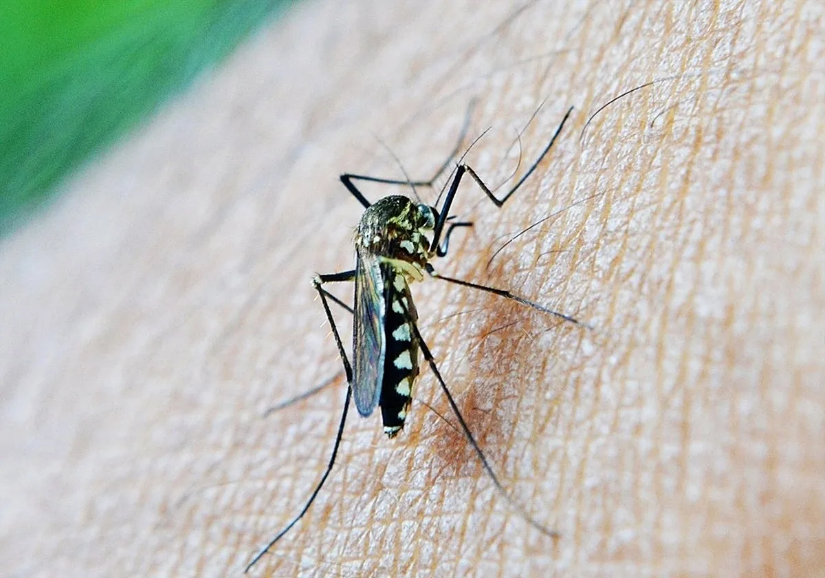 Muere un hombre de 75 años de Aznalcázar por el virus del Nilo