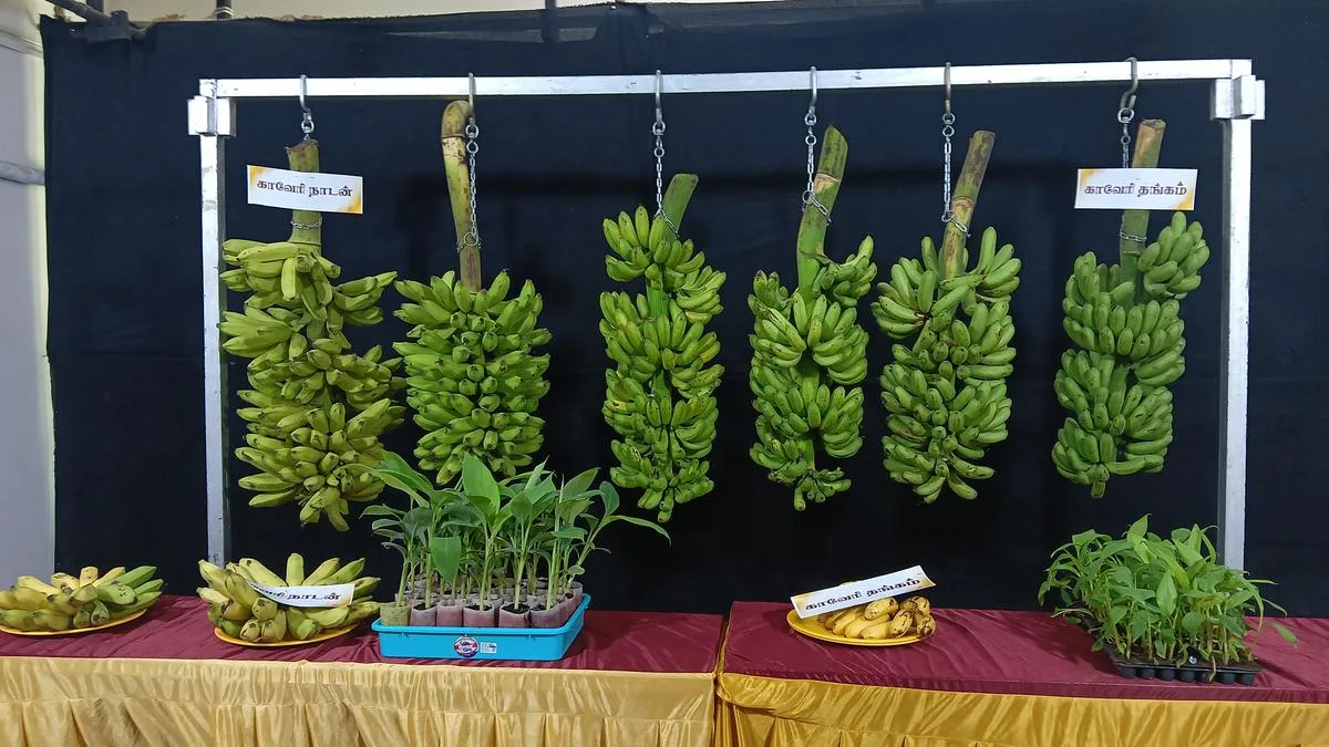 ICAR-NRCB releases two new varieties of banana