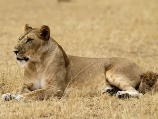 Tanzanie : mort de dix lions dans une réserve naturelle après « ingestion de poison »