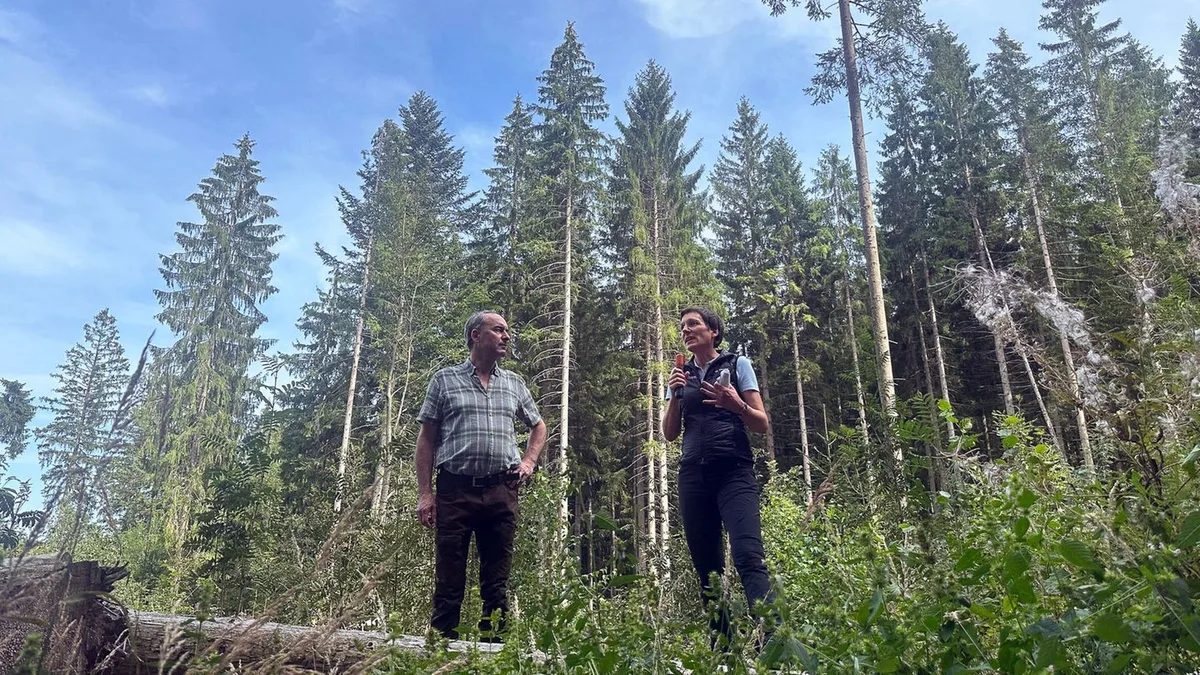 Naturschutz: Erfolgreicher Kampf gegen Borkenkäfer im Bayerischen Wald