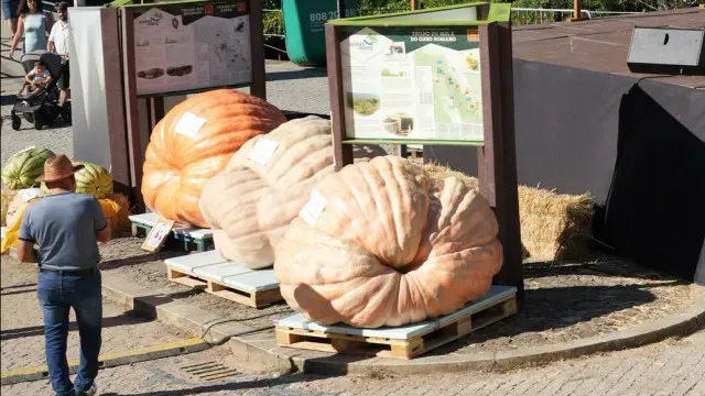 Maior abóbora de Portugal pesa 905 kg e é do Algarve