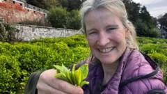 More tea? How Scotland's crops of the future could be set to change
