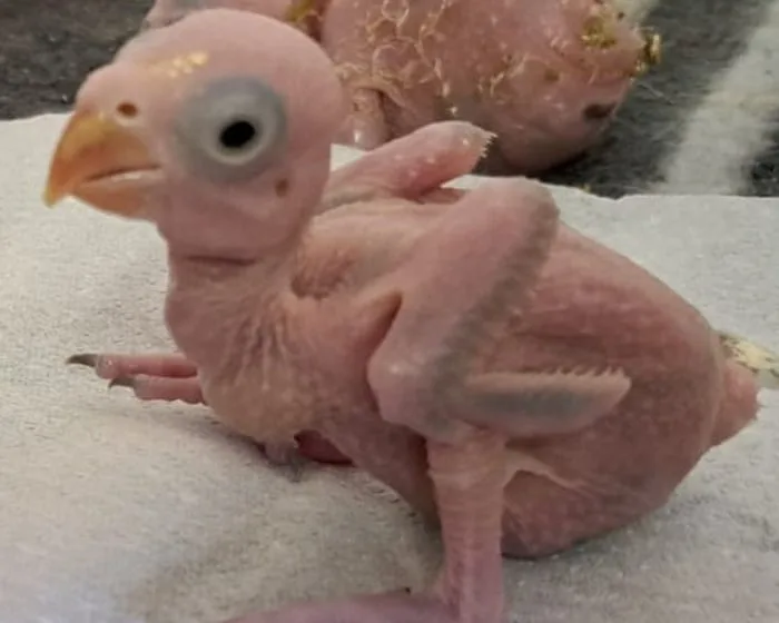 South African police arrest two Thai men for allegedly smuggling parrot eggs