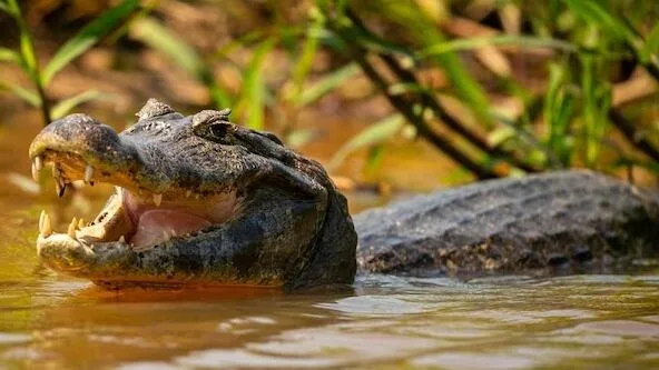 Pescador sobrevivió al ataque de un cocodrilo en Panamá Este