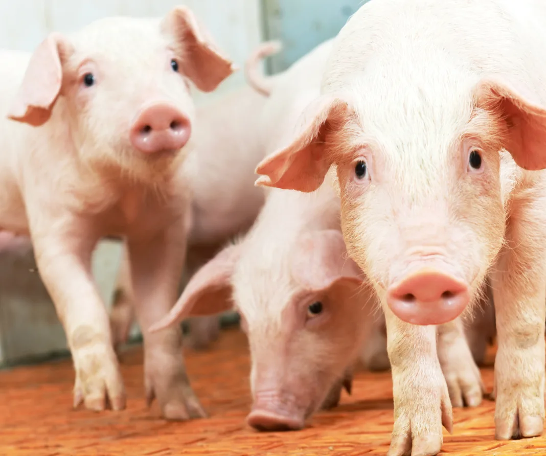 Suinocultura: mercado suíno chinês enfrenta cenário desafiador, mas já apresenta sinais de ajuste