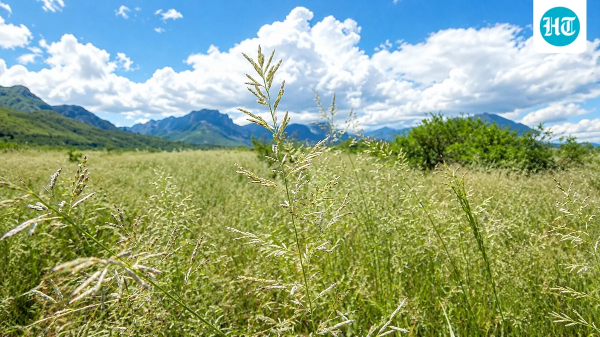 After Lehmann lovegrass was introduced to Arizona in 1932, it was planted in more than 172,000 acres; by 1988, it dominated about 347,000 acres