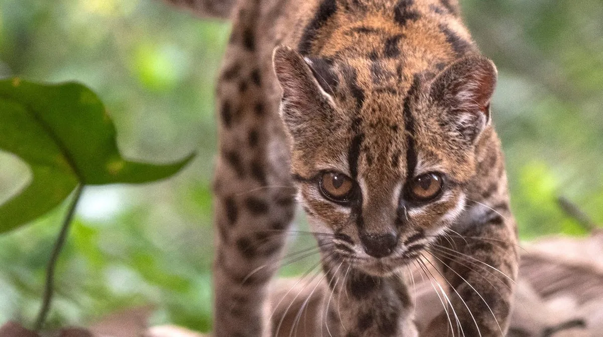 Cómo es el tilcayo, la nueva especie de felino que encontraron en las selvas de Bolivia