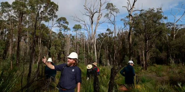 L’Australie se demande comment sauver ses forêts d’eucalyptus ancestrales : « Nous devons absolument arrêter d’y toucher »