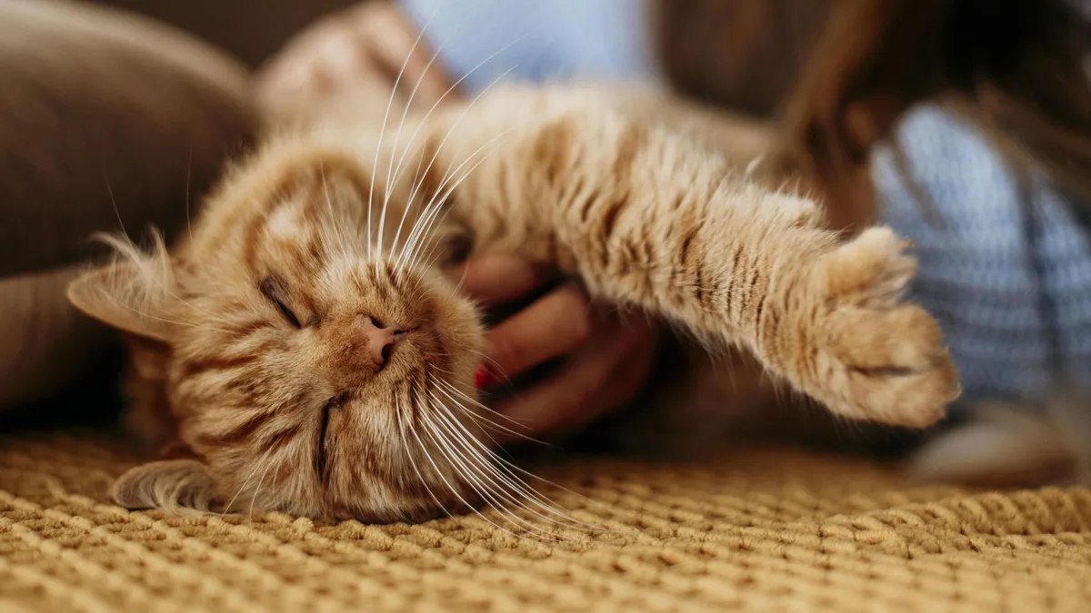Los veterinarios coinciden: "Si tu gato se lame más de lo normal, te está escondiendo que le duele mucho algo"