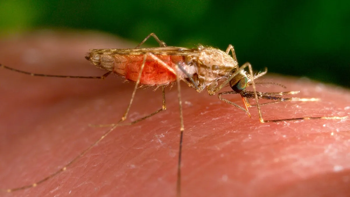 Fieber und Gliederschmerzen sind mögliche Malaria-Symptome