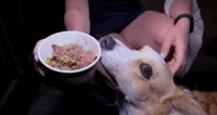 Antes de levar um cachorro para casa: quais são perguntas que você deve se fazer para não se arrepender? Entenda