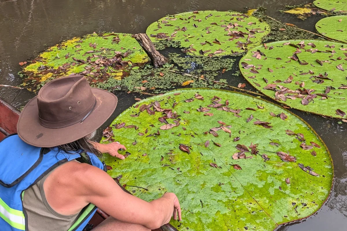 New species identified after expert spotted a picture of it on Instagram