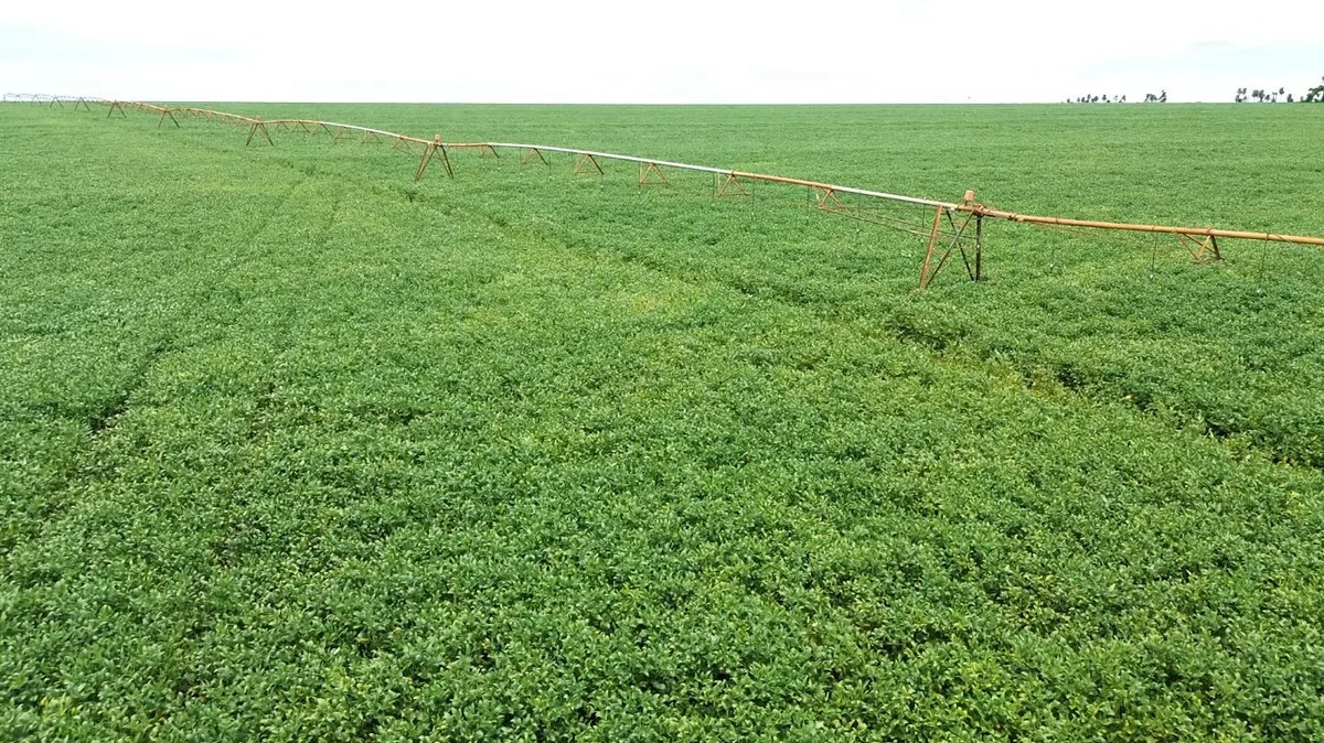 Quatro cidades do Piauí estão entre as 20 maiores do Nordeste em valor de produção agrícola; veja quais são