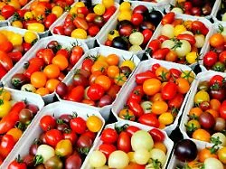 Bekanntes Antioxidans : Stoff in roten Tomaten könnte Gehirnaktivitäten fördern