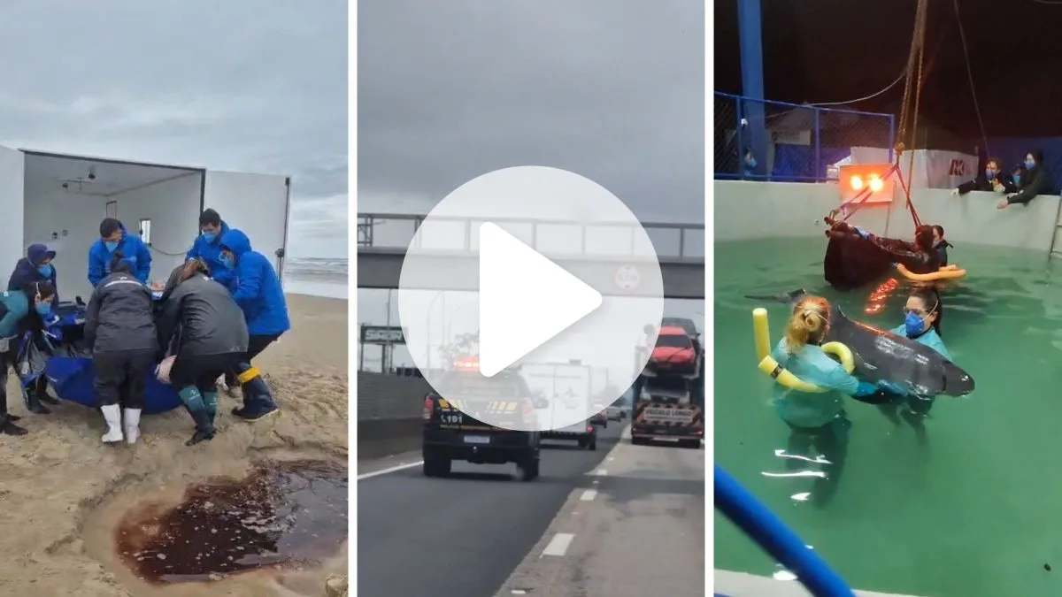 Vídeos mostram resgate histórico de baleia rara em cidade com maior orla e operação complexa traz animal para cuidados especiais em Florianópolis