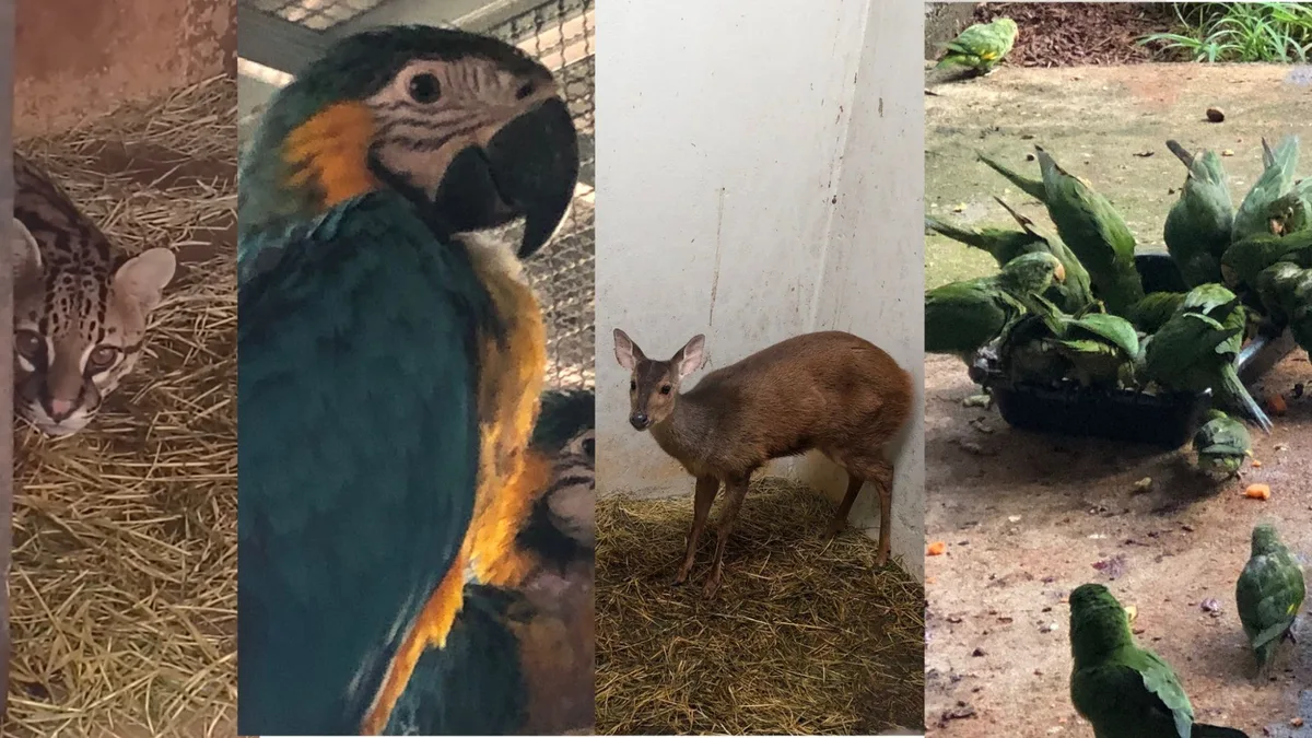 Ibama suspende temporariamente recebimento de animais silvestres no Centro de Triagem de Belo Horizonte